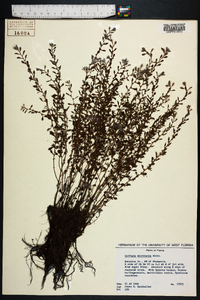 Ludwigia microcarpa image