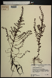 Ludwigia microcarpa image