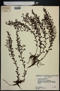 Ludwigia microcarpa image