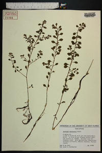 Ludwigia microcarpa image