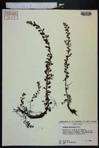 Ludwigia microcarpa image