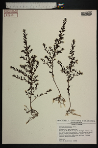 Ludwigia microcarpa image