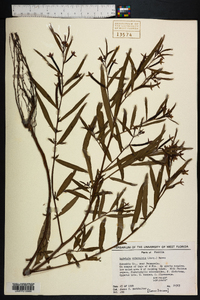 Ludwigia octovalvis image