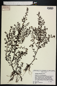 Ludwigia microcarpa image