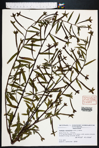 Ludwigia octovalvis image