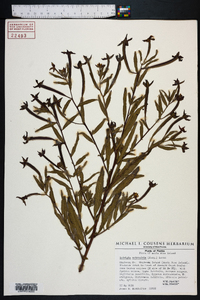 Ludwigia octovalvis image