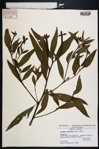 Ludwigia octovalvis image