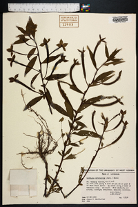 Ludwigia octovalvis image