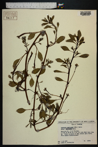 Ludwigia peploides image