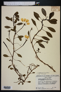 Ludwigia peploides image