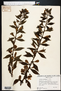 Ludwigia peruviana image