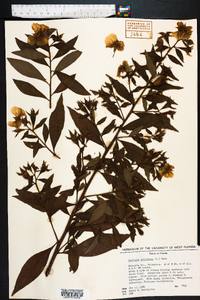 Ludwigia peruviana image