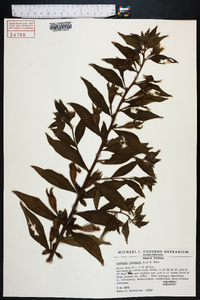 Ludwigia peruviana image