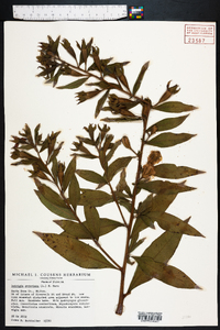 Ludwigia peruviana image