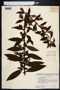 Ludwigia peruviana image