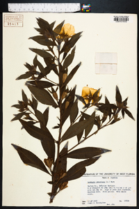 Ludwigia peruviana image