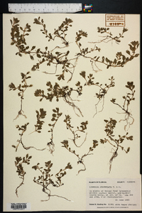 Ludwigia spathulata image