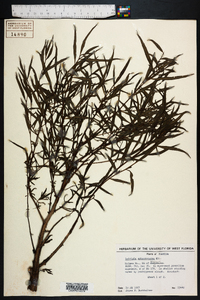 Ludwigia sphaerocarpa image