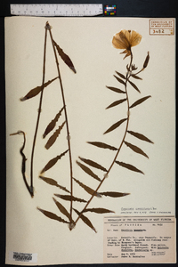 Oenothera grandiflora image