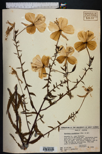 Oenothera grandiflora image