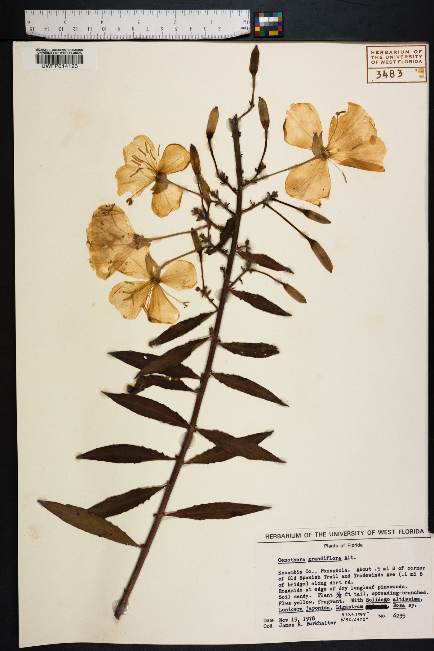 Oenothera grandiflora image