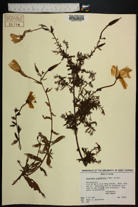 Oenothera grandiflora image