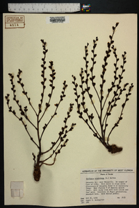 Epifagus virginiana image