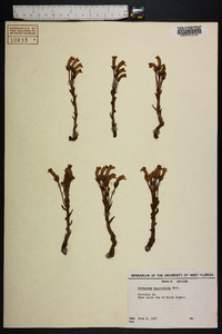 Orobanche fasciculata image