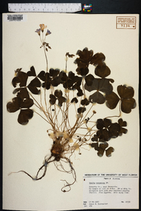 Oxalis corymbosa image