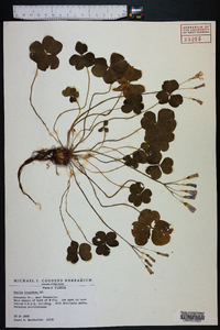 Oxalis corymbosa image