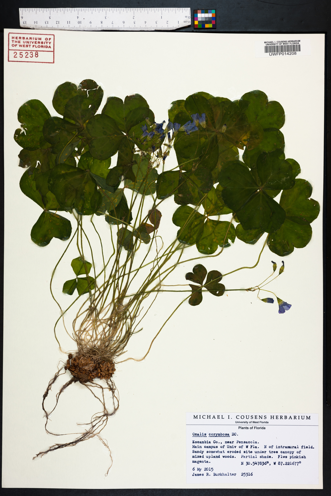 Oxalis corymbosa image