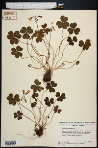 Oxalis corymbosa image