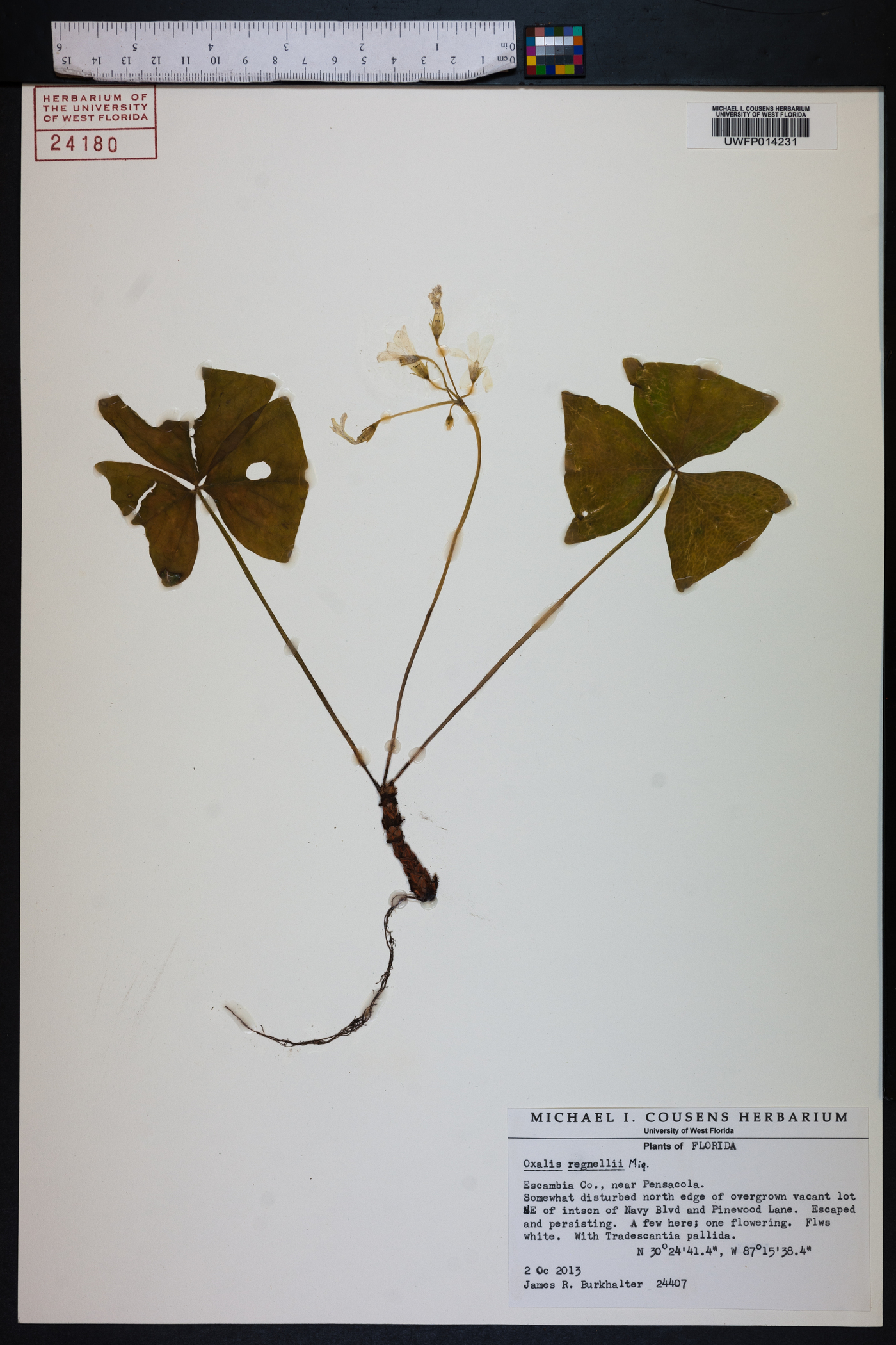 Oxalis regnellii image
