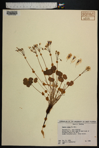 Oxalis rubra image