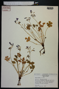 Oxalis rubra image