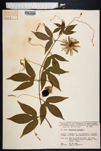 Passiflora incarnata image