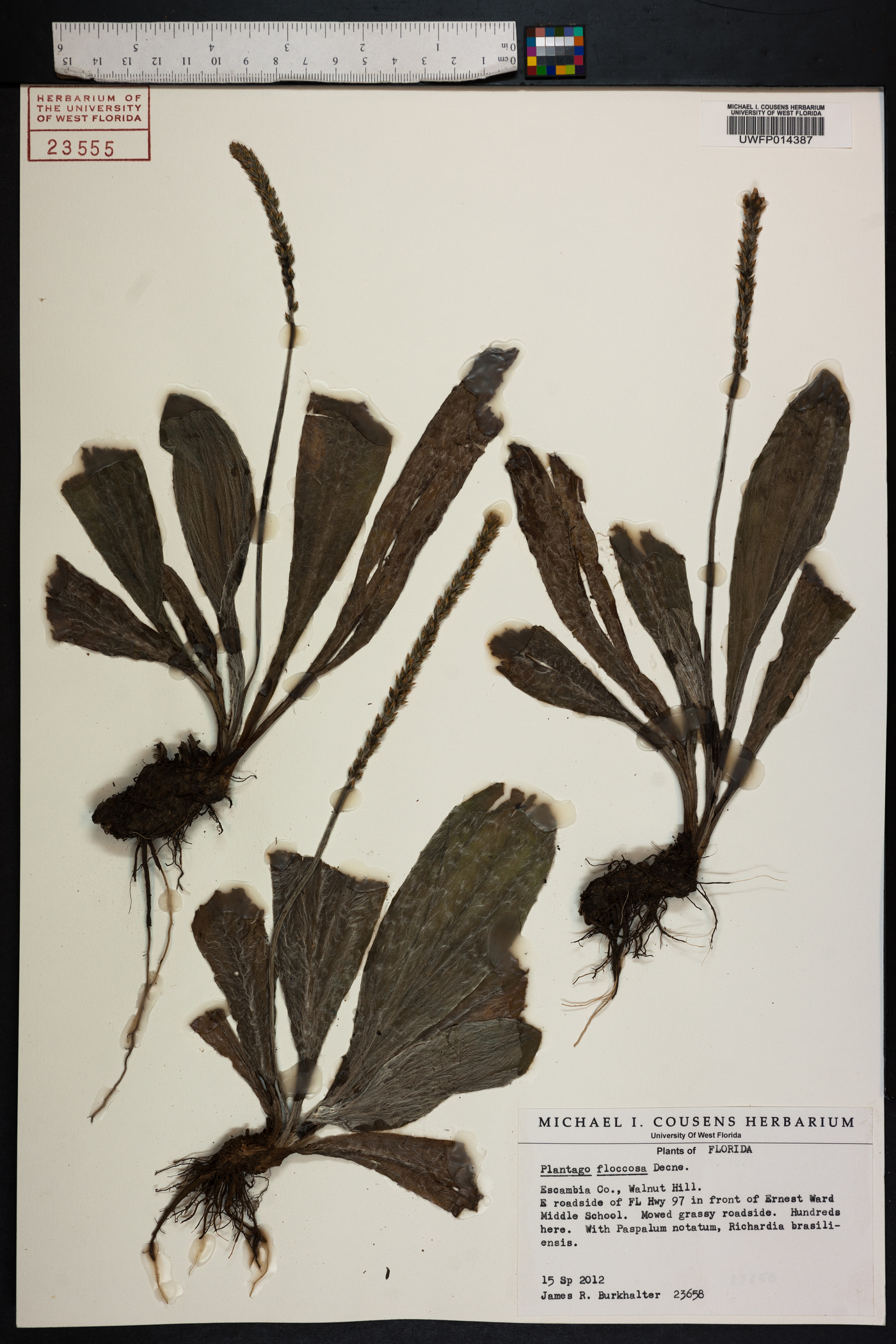 Plantago floccosa image