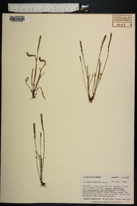 Plantago elongata image