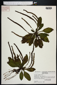 Plantago rugelii image