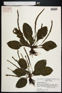 Plantago rugelii image