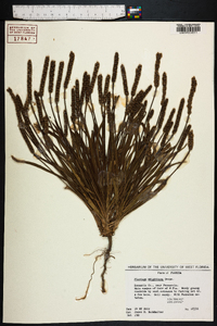 Plantago wrightiana image