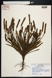 Plantago wrightiana image