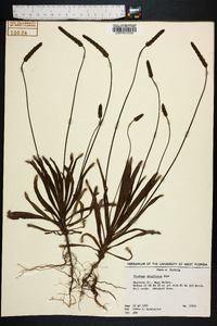 Plantago wrightiana image