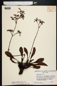 Limonium carolinianum image