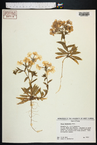 Phlox drummondii image