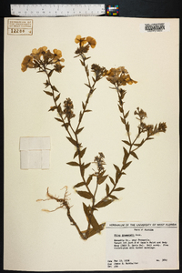 Phlox drummondii image