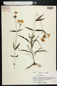 Phlox glaberrima image