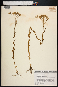 Polygala balduinii image