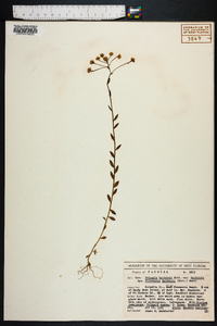 Polygala balduinii image