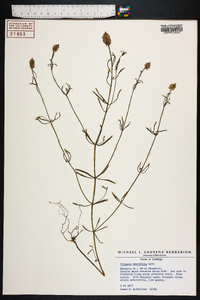 Polygala brevifolia image